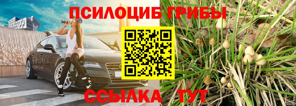 Тольятти  Псилоцибиновые грибы Cubensis  наркошоп  Вход с VPN 